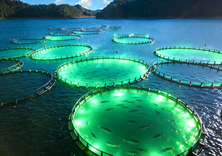 Industrial Fish Farm LED Lighting